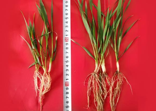 11 沃豐生物有機肥小麥示范田比常規肥小麥分孽數多，根系長(cháng)，株高高2cm.jpg