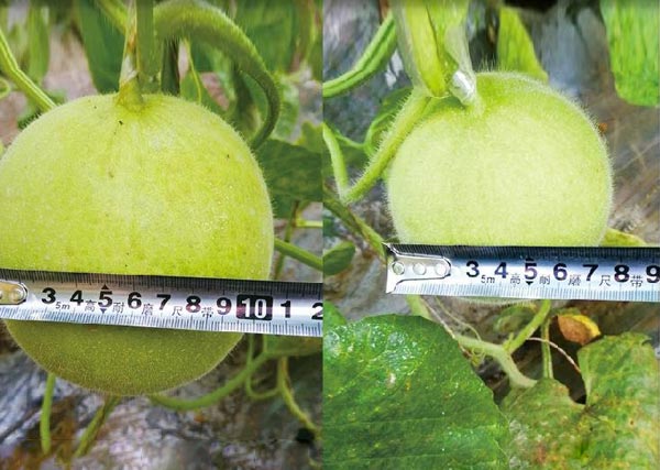 10 鋤禾園區沃豐設施農業(yè)試驗基地同期種植甜瓜 沃豐生物有機肥示范田甜瓜比對照甜瓜直徑長(cháng)3cm.jpg