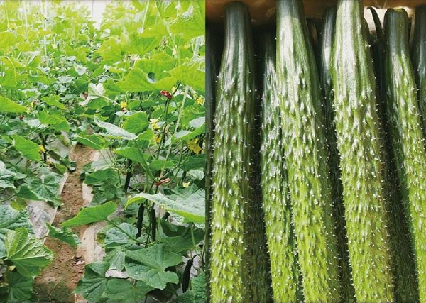 07 鋤禾園區沃豐設施農業(yè)試驗基地種植黃瓜產(chǎn)量高、口感好、品質(zhì)好、長(cháng)勢均勻.jpg