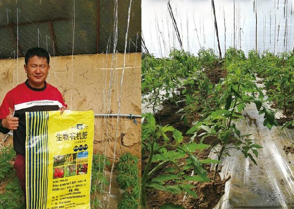 08 五原縣沃豐有機肥在銀歲橋種植禮品綠柿子 抗病毒性強、生長(cháng)快、長(cháng)勢喜人，農戶(hù)非常滿(mǎn)意.jpg